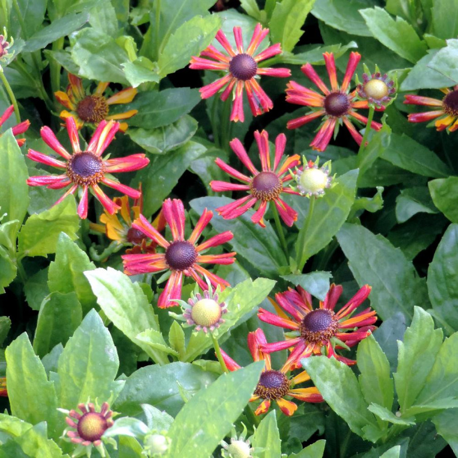 HELENIUM 'Loysder Wieck'