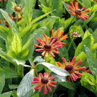 HELENIUM 'Loysder Wieck'