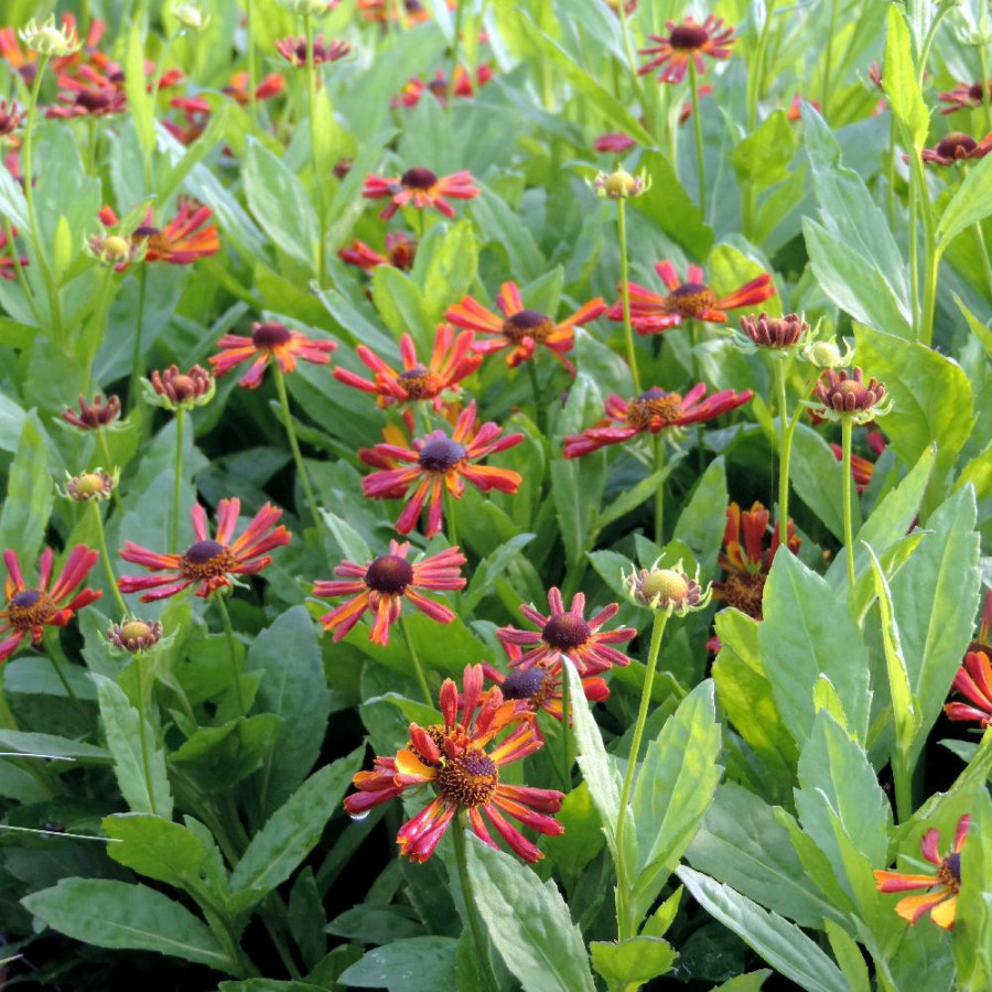 HELENIUM 'Loysder Wieck'