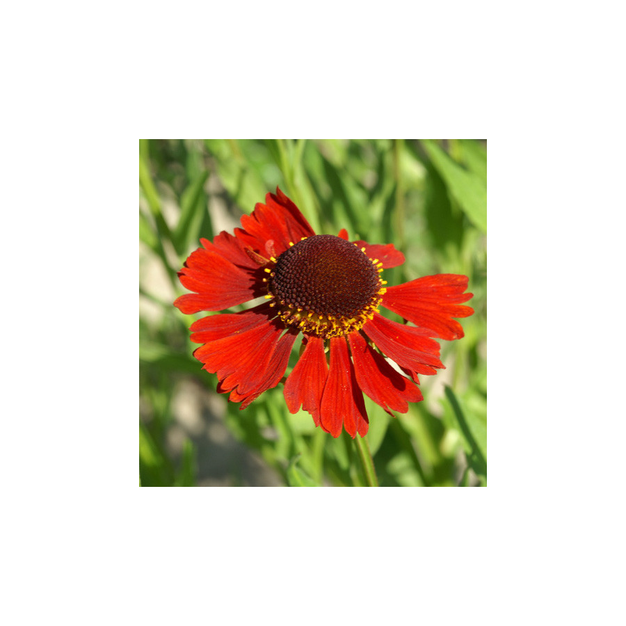 Plantes Vivaces HELENIUM 'Moerheim Beauty' - Hélénie en vente - Pépinière Lepage .