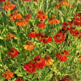 Plantes Vivaces HELENIUM 'Moerheim Beauty' - Hélénie en vente - Pépinière Lepage .