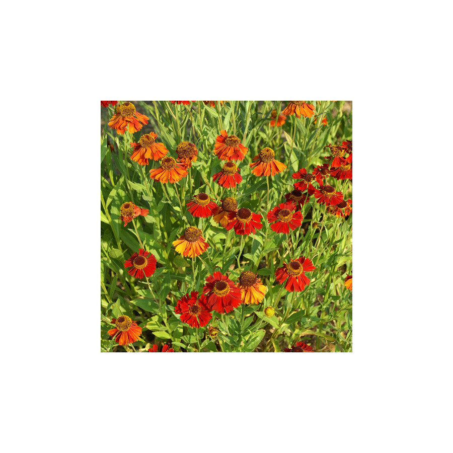 Plantes Vivaces HELENIUM 'Moerheim Beauty' - Hélénie en vente - Pépinière Lepage .