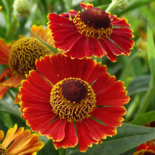 plantes-vivaces-helenium-poncho-R-helenie-en-vente-pepiniere-lepage-