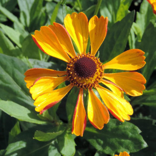 plantes-vivaces-helenium-rauchtopas-helenie-en-vente-pepiniere-lepage-
