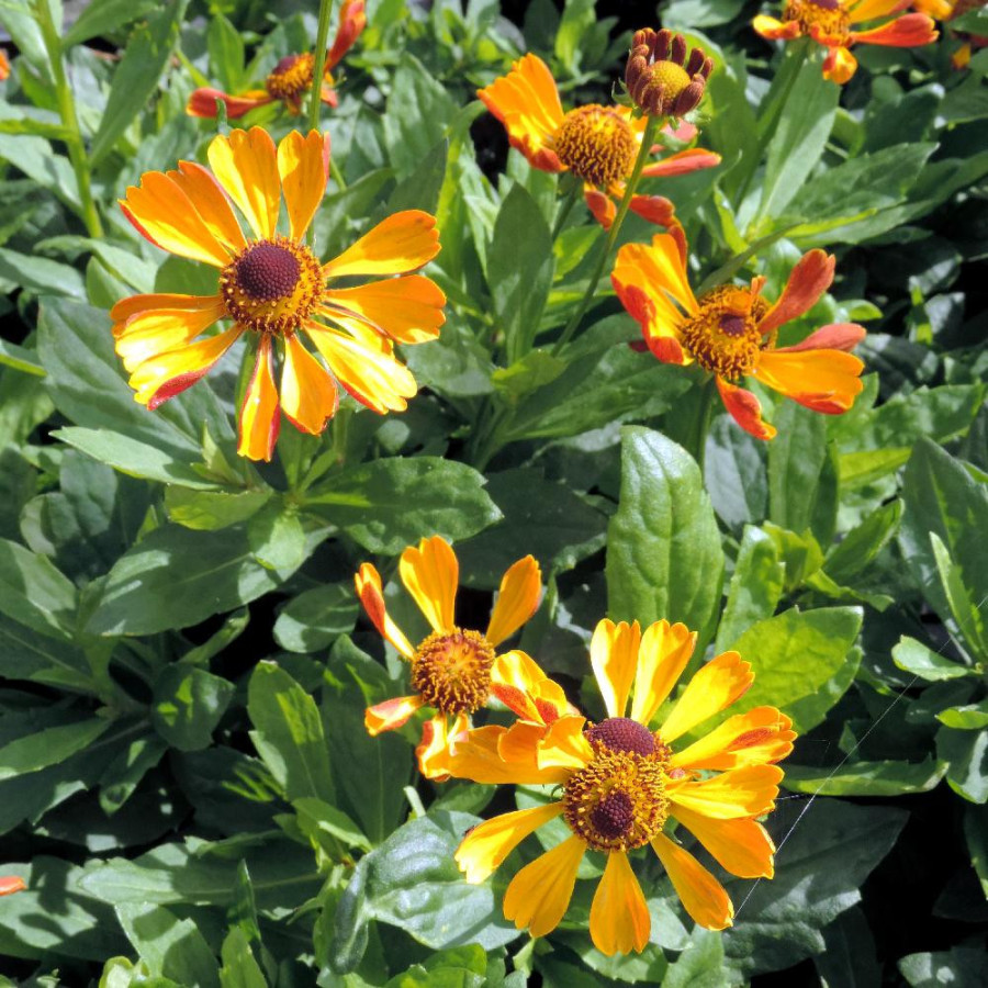 Plantes Vivaces HELENIUM 'Rauchtopas' - Hélénie en vente - Pépinière Lepage .