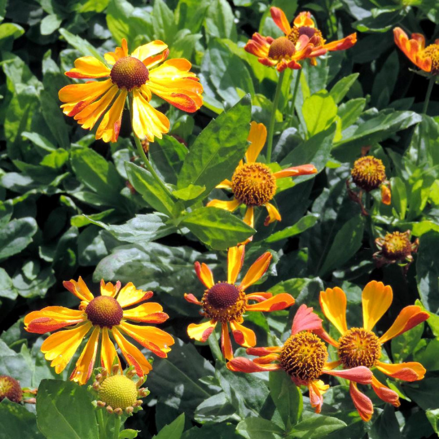 Plantes Vivaces HELENIUM 'Rauchtopas' - Hélénie en vente - Pépinière Lepage .