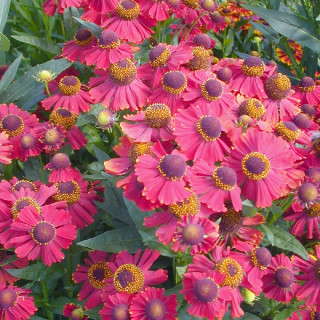 HELENIUM 'Red Jewel'