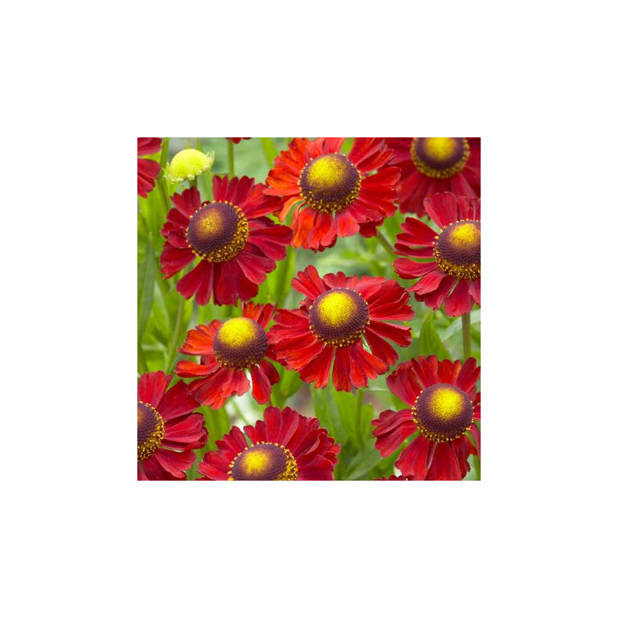 Plantes Vivaces HELENIUM 'Ruby Tuesday' - Hélénie en vente - Pépinière Lepage .