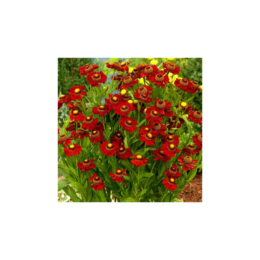 Plantes Vivaces HELENIUM 'Ruby Tuesday' - Hélénie en vente - Pépinière Lepage .