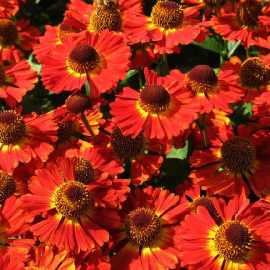 Plantes Vivaces HELENIUM 'Salsa' - Hélénie en vente - Pépinière Lepage .