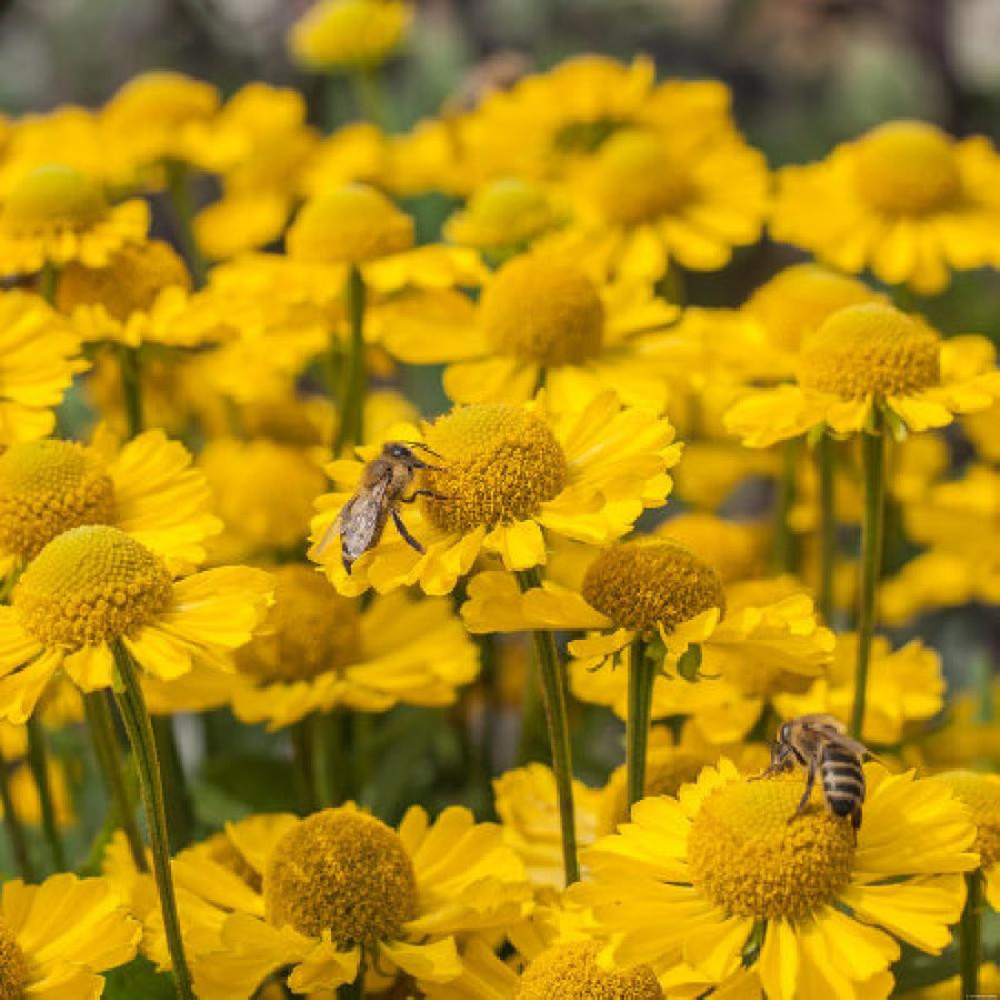 Plantes Vivaces HELENIUM 'Sombrero' ® - Hélénie en vente - Pépinière Lepage .