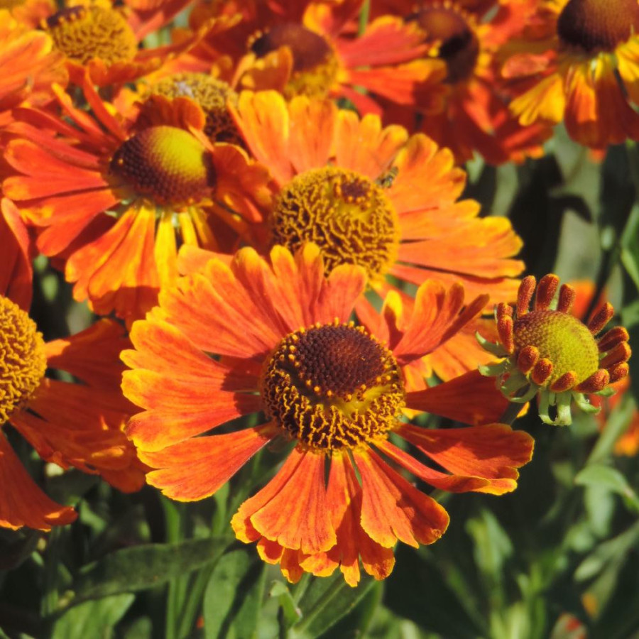 Plantes Vivaces HELENIUM 'Waltraut' - Hélénie en vente - Pépinière Lepage .