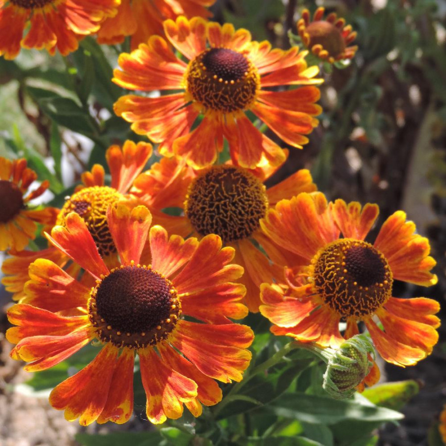 Plantes Vivaces HELENIUM 'Waltraut' - Hélénie en vente - Pépinière Lepage .