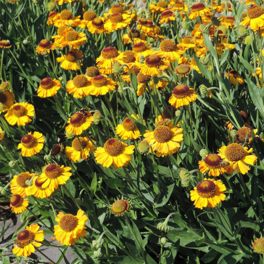 Plantes Vivaces HELENIUM 'Wyndley' - Hélénie en vente - Pépinière Lepage .