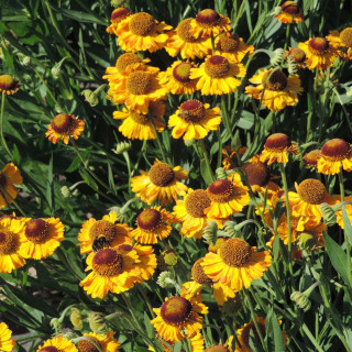 Plantes Vivaces HELENIUM 'Wyndley' - Hélénie en vente - Pépinière Lepage .