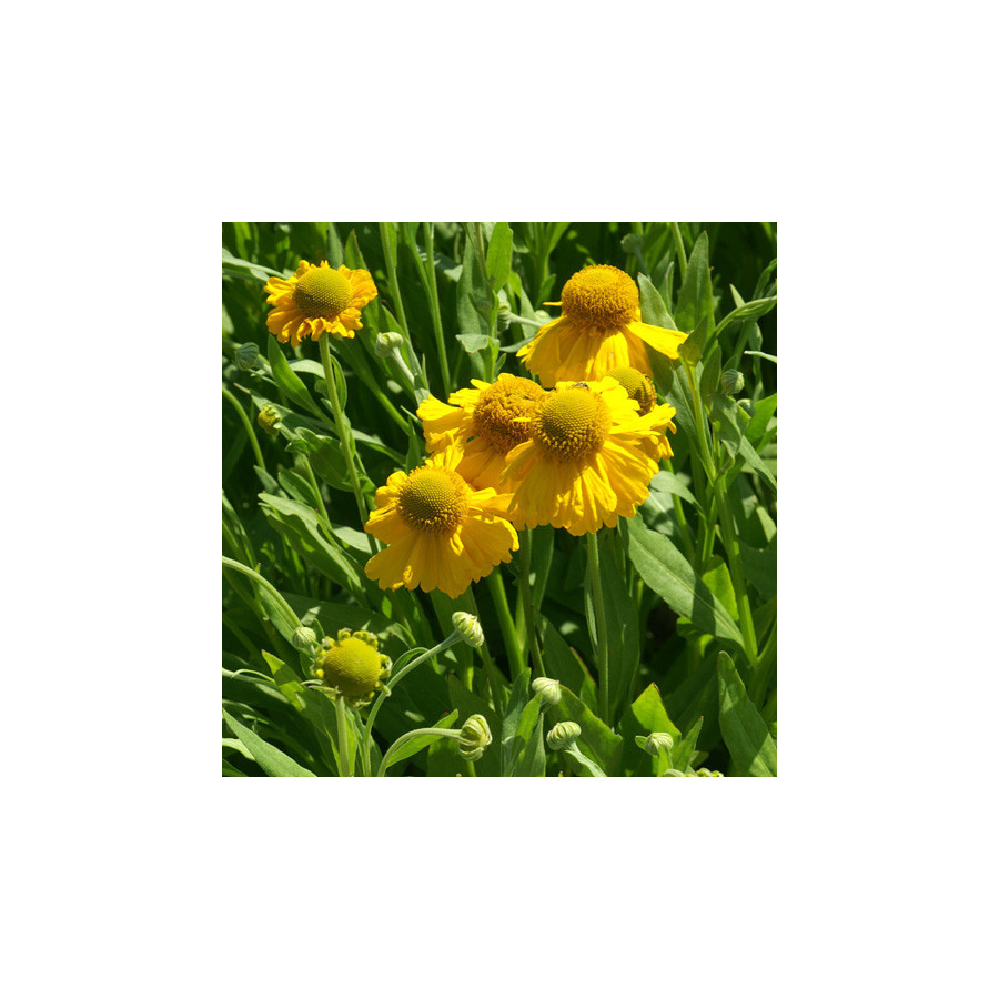 Plantes Vivaces HELENIUM autumnale 'Pumilum Magnificum' - Hélénie en vente - Pépinière Lepage .