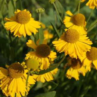 Plantes Vivaces HELENIUM autumnale 'Pumilum Magnificum' - Hélénie en vente - Pépinière Lepage .