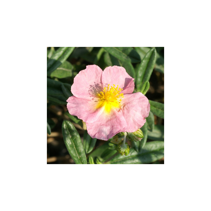 Plantes Vivaces HELIANTHEMUM 'Anjou' - Hélianthème en vente - Pépinière Lepage .