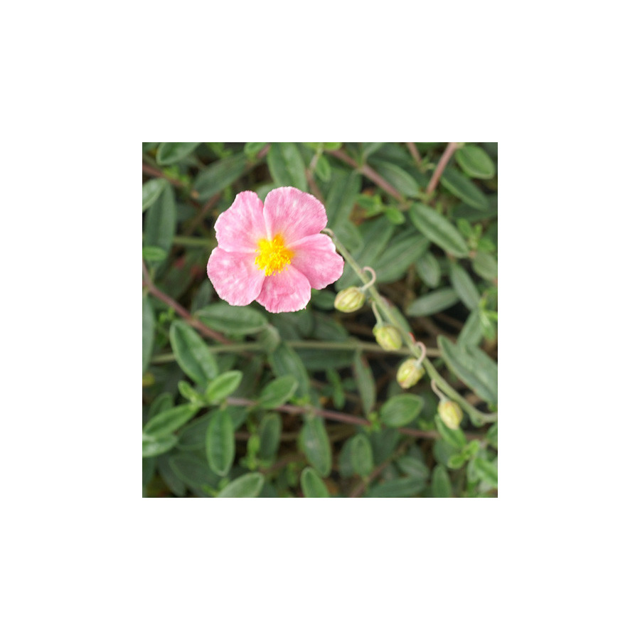 Plantes Vivaces HELIANTHEMUM 'Anjou' - Hélianthème en vente - Pépinière Lepage .