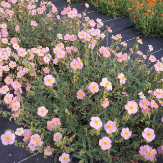 Plantes Vivaces HELIANTHEMUM 'Anjou' - Hélianthème en vente - Pépinière Lepage .