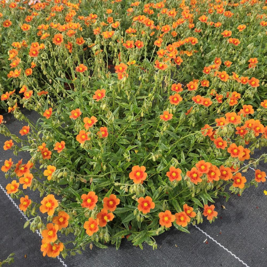 Plantes Vivaces HELIANTHEMUM 'Ben Alder' - Hélianthème en vente - Pépinière Lepage .