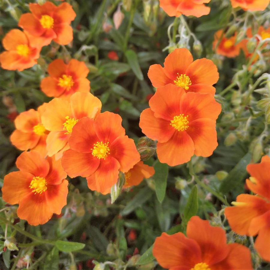 Plantes Vivaces HELIANTHEMUM 'Ben Alder' - Hélianthème en vente - Pépinière Lepage .