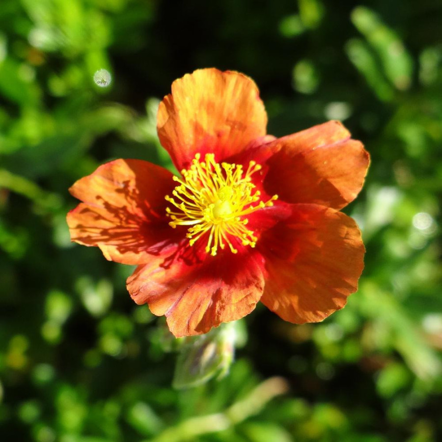 Plantes Vivaces HELIANTHEMUM 'Ben Alder' - Hélianthème en vente - Pépinière Lepage .