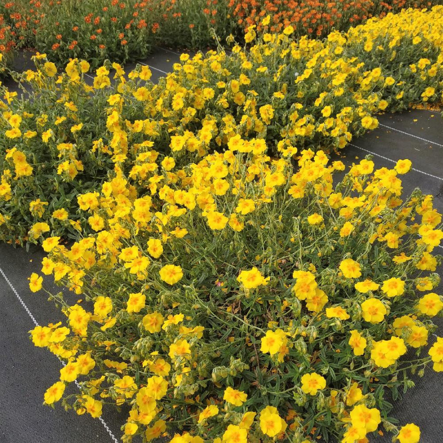 Plantes Vivaces HELIANTHEMUM 'Ben Fhada' - Hélianthème en vente - Pépinière Lepage .
