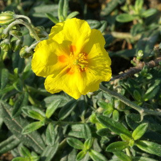 Plantes Vivaces HELIANTHEMUM 'Ben Fhada' - Hélianthème en vente - Pépinière Lepage .