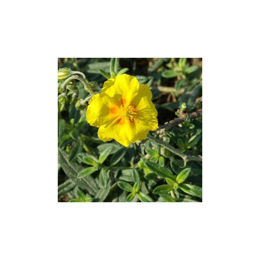Plantes Vivaces HELIANTHEMUM 'Ben Fhada' - Hélianthème en vente - Pépinière Lepage .