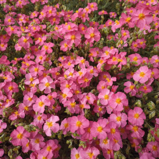 plantes-vivaces-helianthemum-ben-hope-heliantheme-en-vente-pepiniere-lepage-