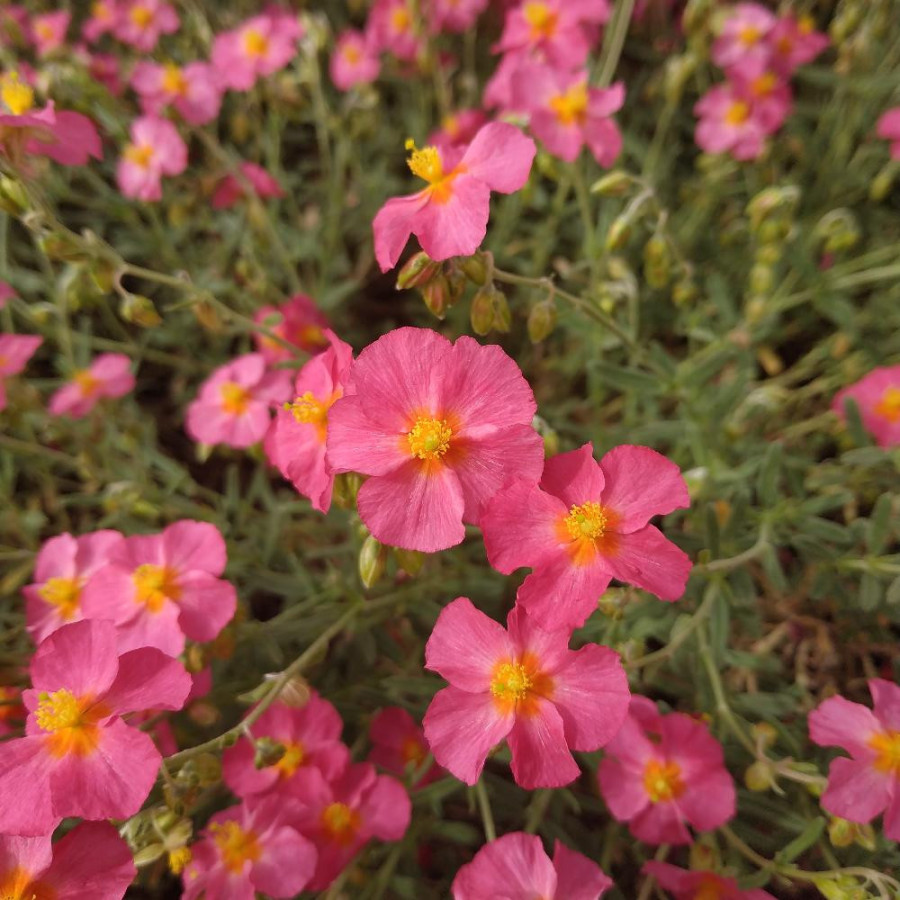 plantes-vivaces-helianthemum-ben-hope-heliantheme-en-vente-pepiniere-lepage-