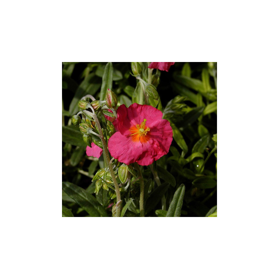 plantes-vivaces-helianthemum-ben-hope-heliantheme-en-vente-pepiniere-lepage-