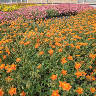 plantes-vivaces-helianthemum-bronzeteppich-heliantheme-en-vente-pepiniere-lepage-