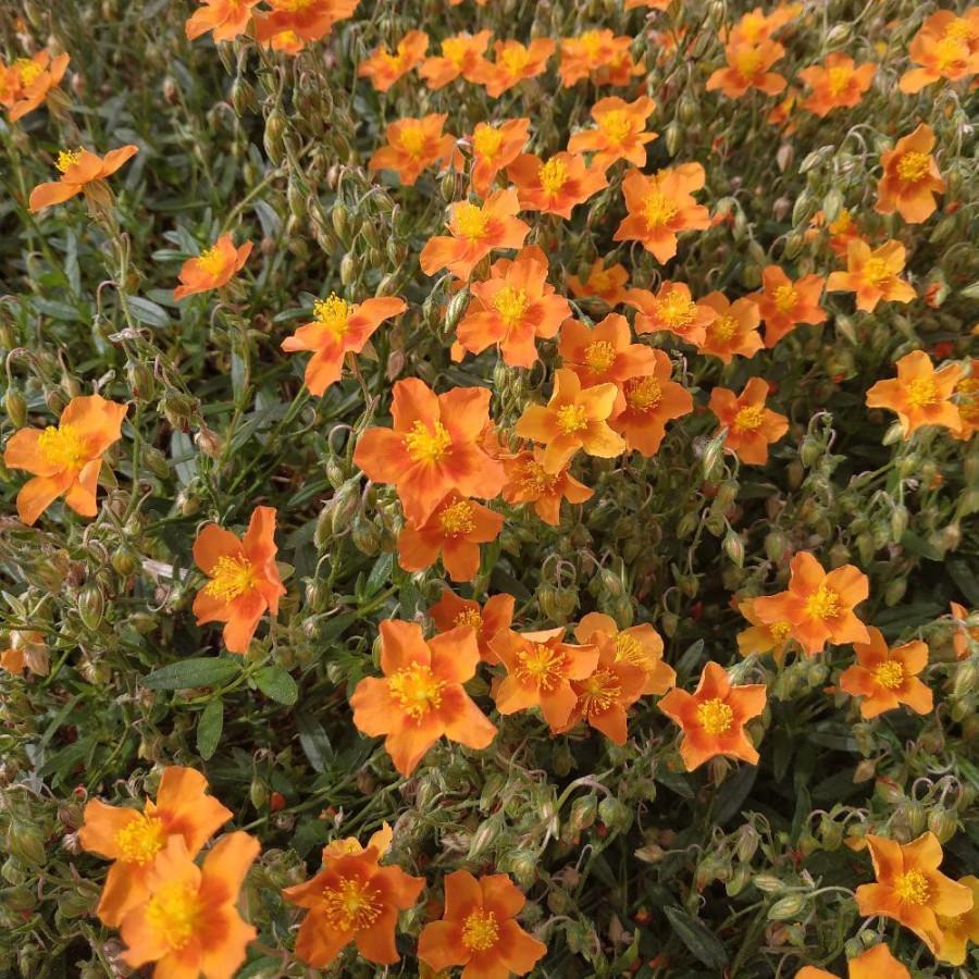 Plantes Vivaces HELIANTHEMUM 'Bronzeteppich' - Hélianthème en vente - Pépinière Lepage .