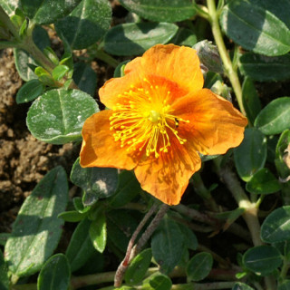 Plantes Vivaces HELIANTHEMUM 'Bronzeteppich' - Hélianthème en vente - Pépinière Lepage .
