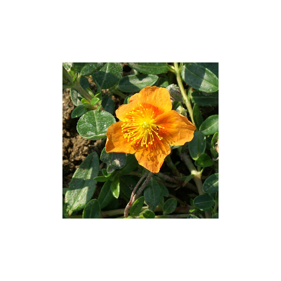 Plantes Vivaces HELIANTHEMUM 'Bronzeteppich' - Hélianthème en vente - Pépinière Lepage .