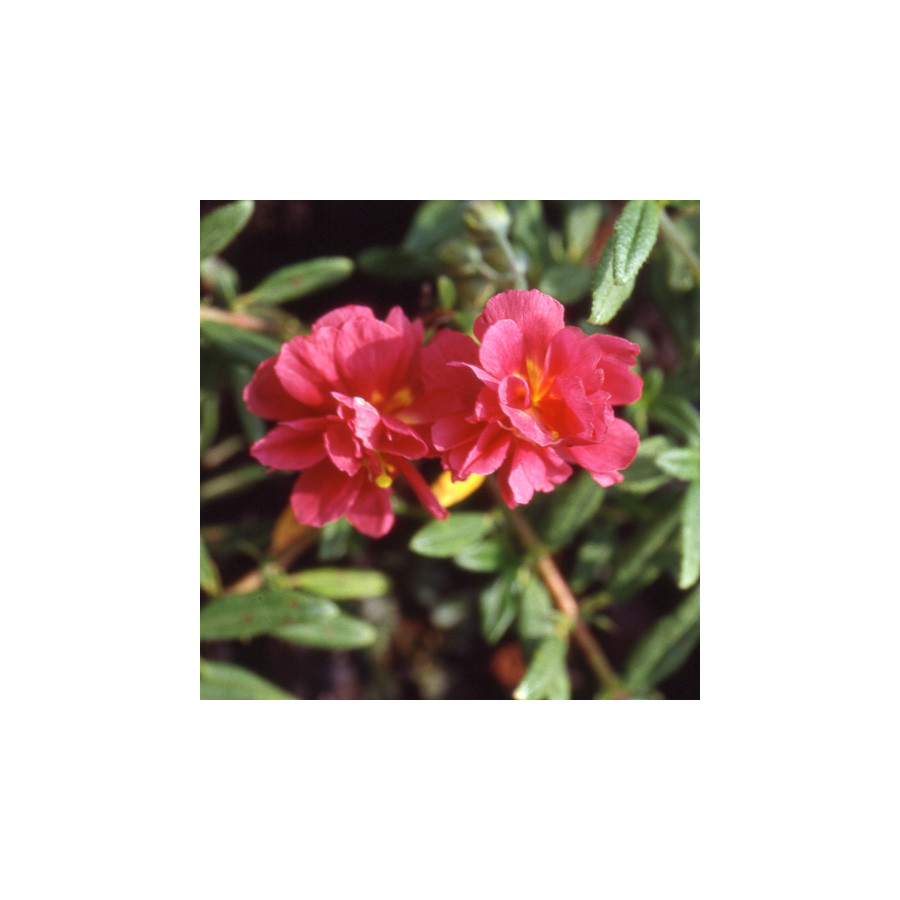 Plantes Vivaces HELIANTHEMUM 'Cerise Queen' - Hélianthème en vente - Pépinière Lepage .