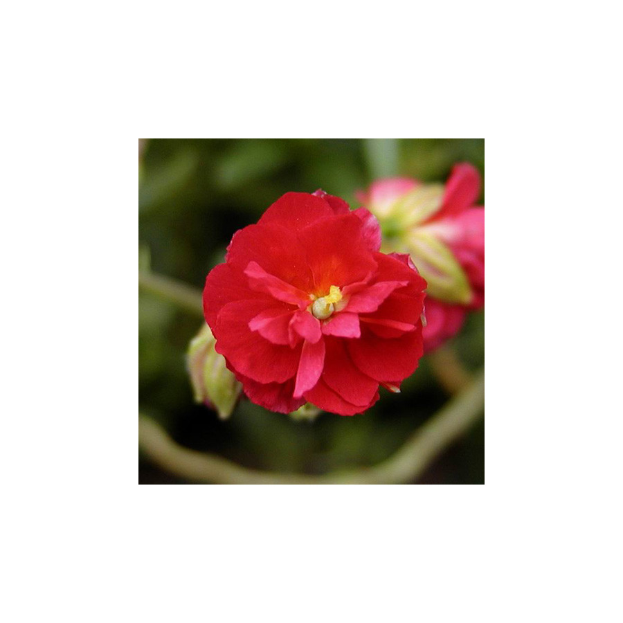 Plantes Vivaces HELIANTHEMUM 'Cerise Queen' - Hélianthème en vente - Pépinière Lepage .