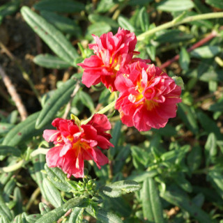 Plantes Vivaces HELIANTHEMUM 'Cerise Queen' - Hélianthème en vente - Pépinière Lepage .