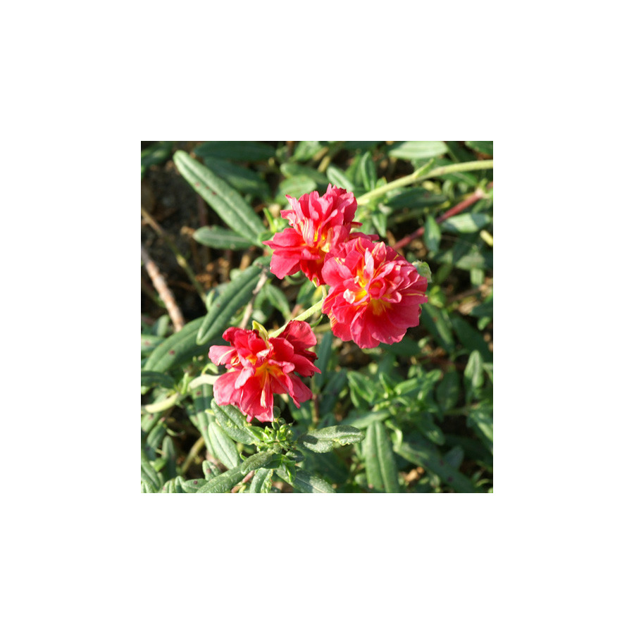 Plantes Vivaces HELIANTHEMUM 'Cerise Queen' - Hélianthème en vente - Pépinière Lepage .