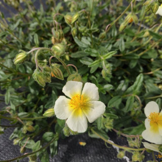 plantes-vivaces-helianthemum-elfenbeinglanz-heliantheme-en-vente-pepiniere-lepage-