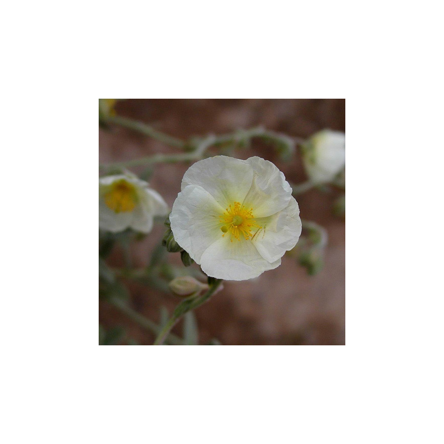 Plantes Vivaces HELIANTHEMUM 'Elfenbeinglanz' - Hélianthème en vente - Pépinière Lepage .