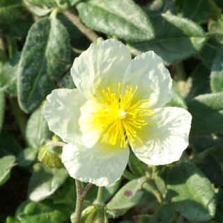 Plantes Vivaces HELIANTHEMUM 'Elfenbeinglanz' - Hélianthème en vente - Pépinière Lepage .