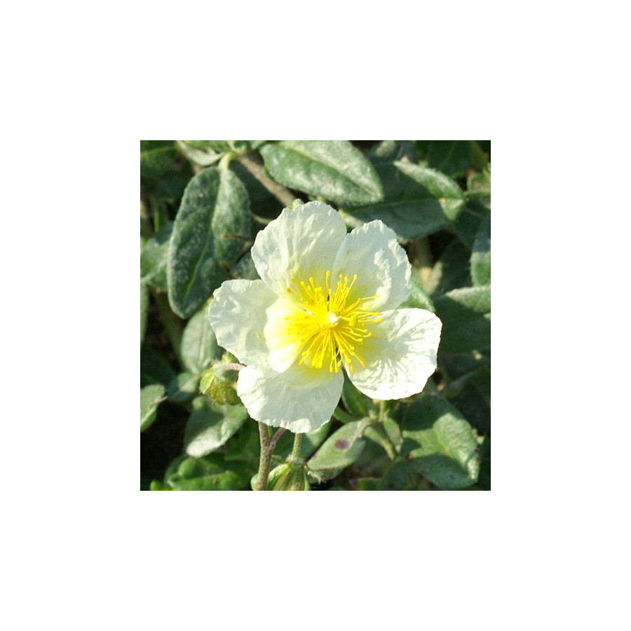 Plantes Vivaces HELIANTHEMUM 'Elfenbeinglanz' - Hélianthème en vente - Pépinière Lepage .