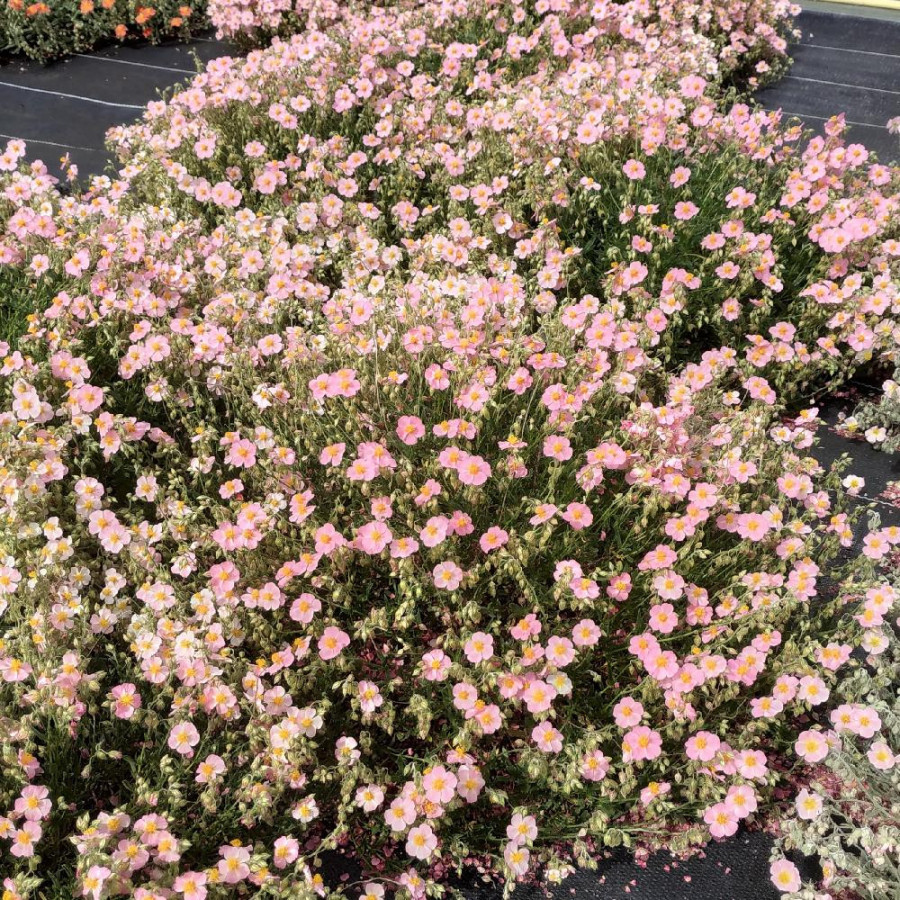 Plantes Vivaces HELIANTHEMUM 'Lawrenson's Pink' - Hélianthème en vente - Pépinière Lepage .