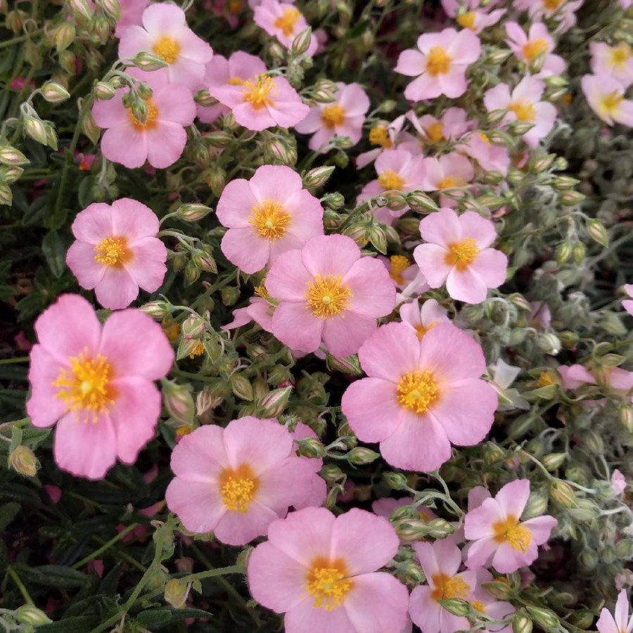 Plantes Vivaces HELIANTHEMUM 'Lawrenson's Pink' - Hélianthème en vente - Pépinière Lepage .