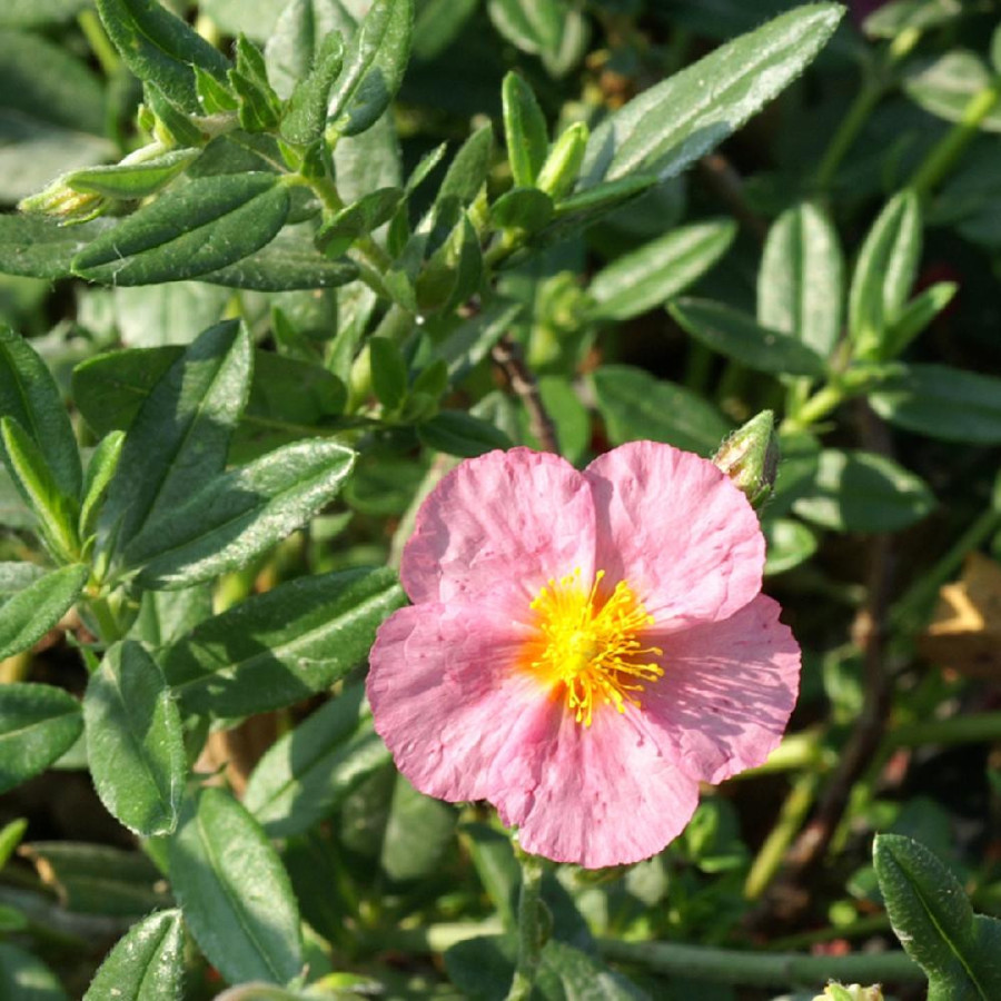 Plantes Vivaces HELIANTHEMUM 'Lawrenson's Pink' - Hélianthème en vente - Pépinière Lepage .