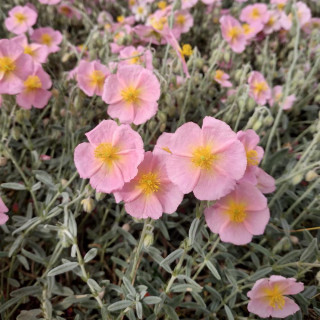 plantes-vivaces-helianthemum-rhodanthe-carneum-heliantheme-en-vente-pepiniere-lepage-