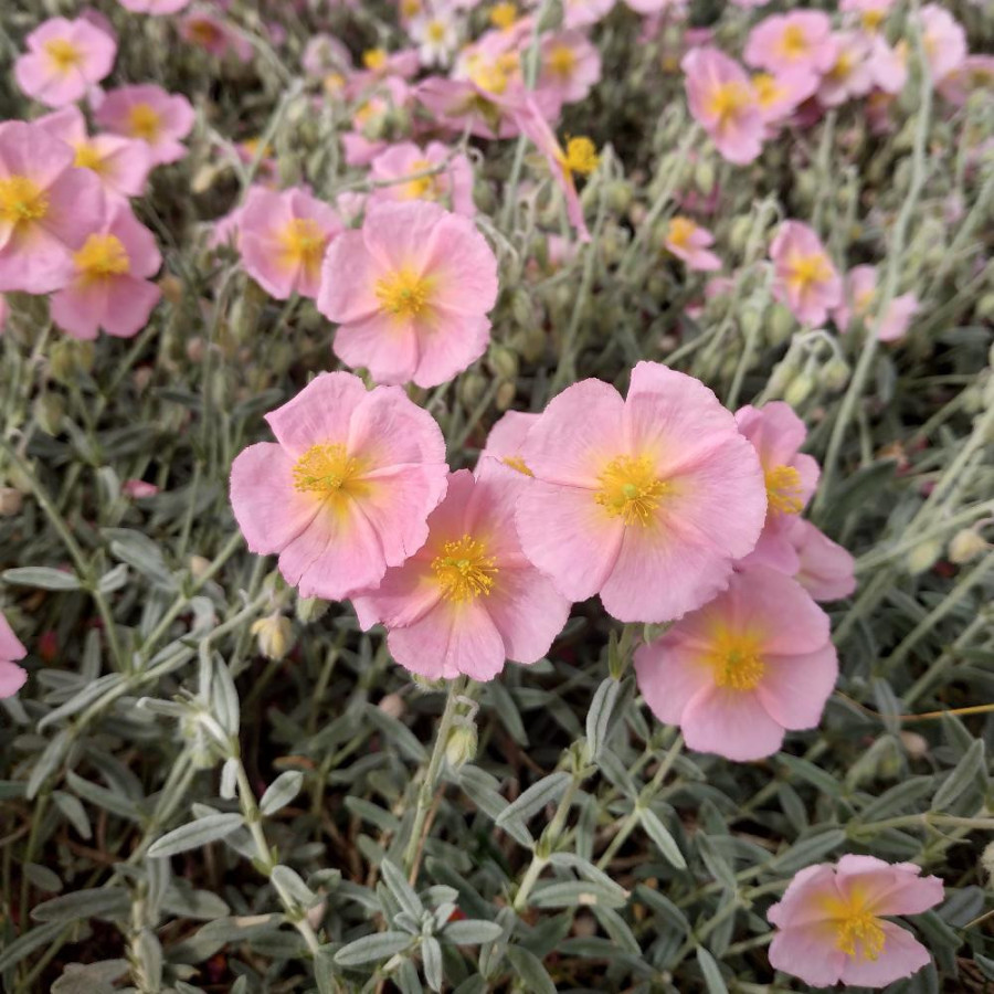 Plantes Vivaces HELIANTHEMUM 'Rhodanthe Carneum' - Hélianthème en vente - Pépinière Lepage .